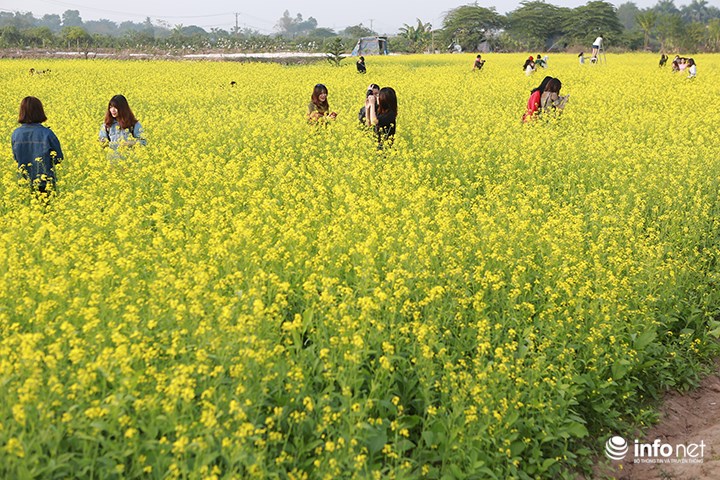 Khi mùa cúc hoạ mi với màu trắng tinh khôi sắp tàn, các bạn trẻ Hà Nội lại chuẩn bị được hoà mình vào màu vàng rực rỡ của những cánh đồng hoa cải ven Hà Nội.