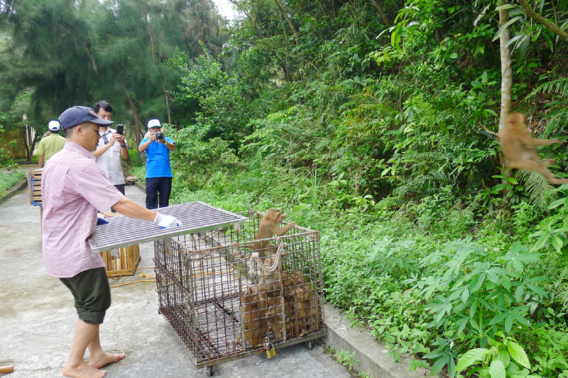 Cá thể khỉ được thả về Vườn Quốc gia Bái Tử Long