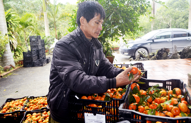 Thành viên HTX nông trang Vạn Yên thu hoạch cam