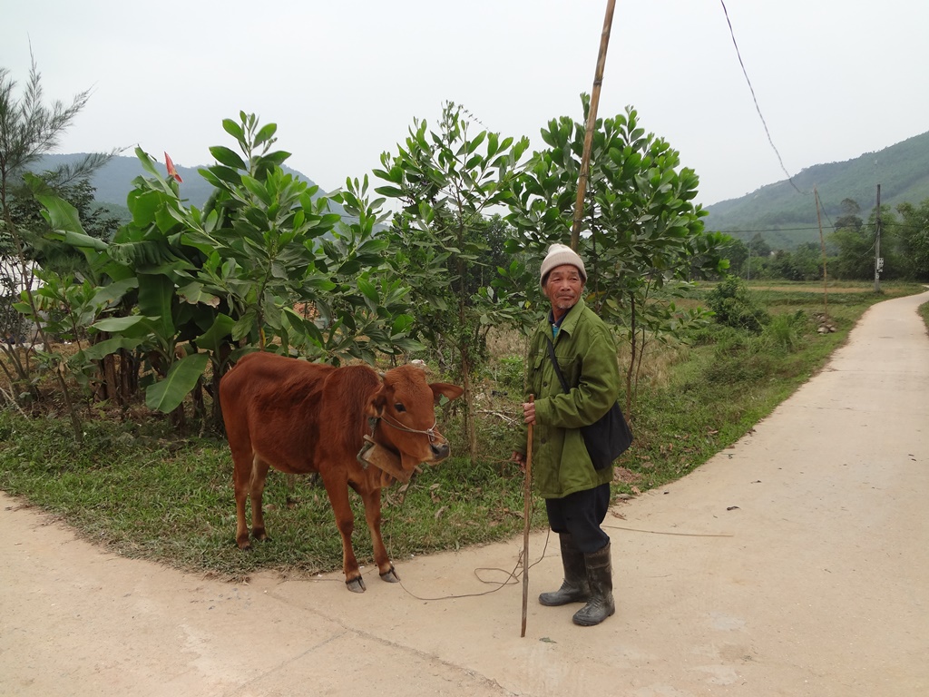 Gia đình ông Lý Văn Ba (thôn Đài Làng, xã Vạn Yên) được hỗ trợ bò giống phục vụ sản xuất