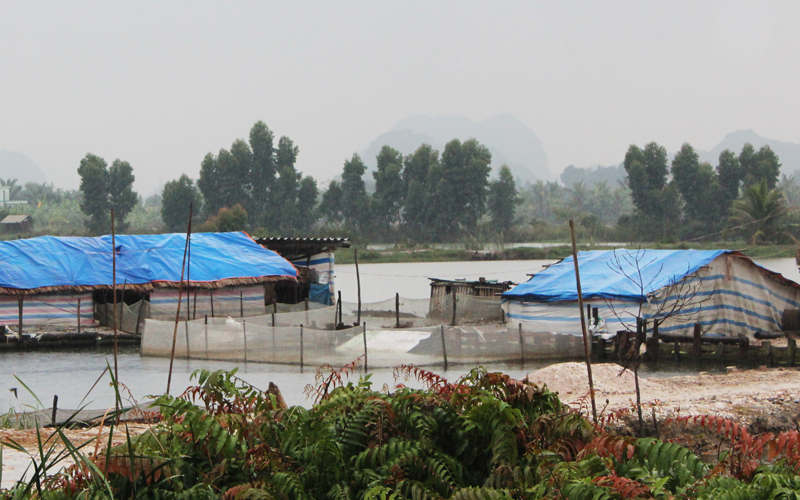  Một khu chuồng nuôi vịt của người dân khu Lạc Thanh, phường Yên Thanh được xây dựng kiên cố để chống rét