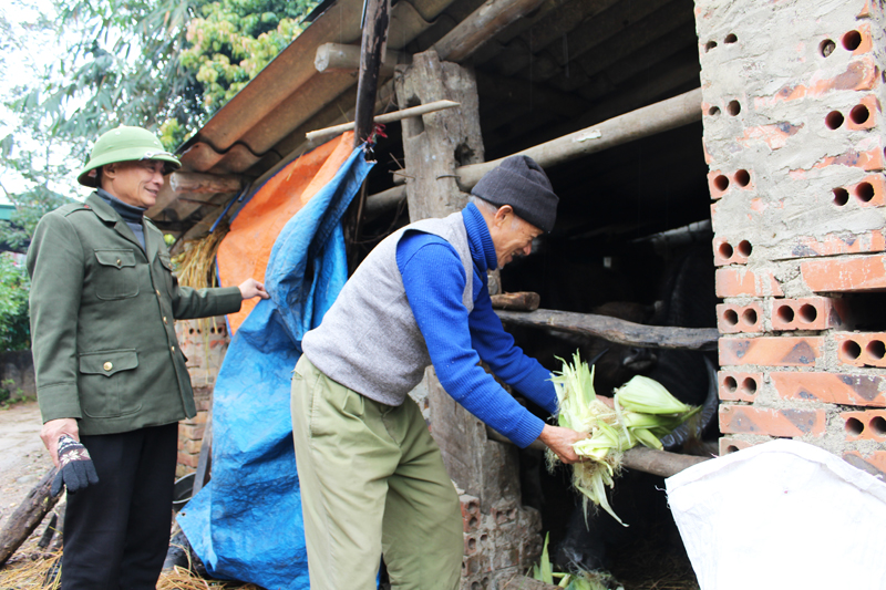 Người dân thôn Khe Sú II, xã Thượng yên Công, TP Uông Bí chủ dộng dự trữ thức ăn cho trâu bò trong mùa giá rét