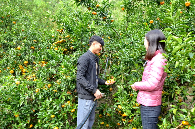 Khu vườn cam của HTX nông trang Vạn Yên đang đến mùa thu hoạch, những trái cam căng mong sai trĩu trịt trên cành khiến du khách đến đây vô cùng thích thú. Do được trồng theo tiêu chuẩn Vietgap cho nên khách hàng hoàn toàn có thể yên tâm thưởng thức ngay trái ngọt tại vườn