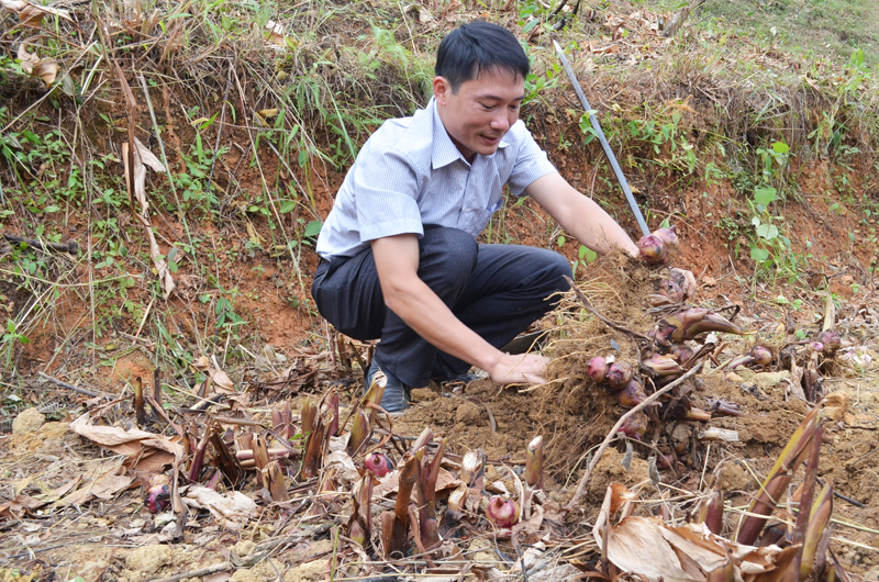  cán bộ trung tâm khuyến nông tỉnh kiểm tra sản lượng mô hình trồng dong riềng tại thôn Tùng Cầu, xã Vô Ngại
