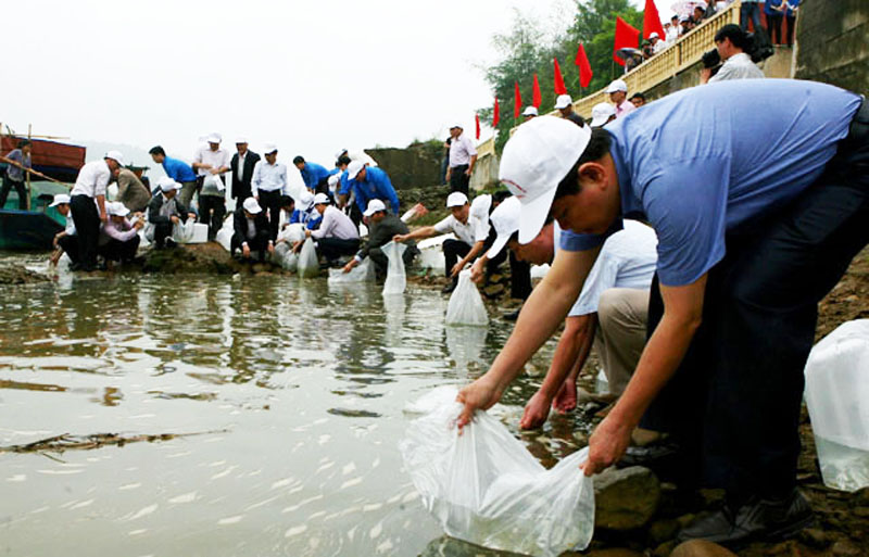 Đại diện các đơn vị chức năng thả cá vào nguồn nước tự nhiên tại huyện Tiên Yên, tái tạo nguồn lợi thủy sản,