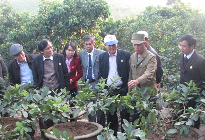 Các CCB thăm mô hình trồng ổi của CCb Đinh Mạnh Đới ở thôn 1, xã Dân Chủ, huyện Hoành Bồ . (Ảnh: Hội CCB tỉnh cung cấp).