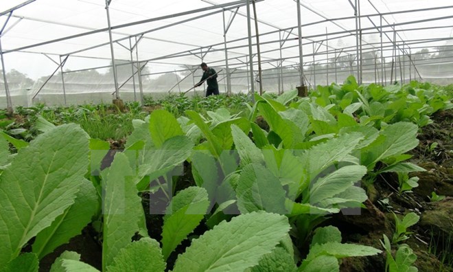 Sản xuất rau màu sạch trong nhà lưới tại tổ hợp tác trồng rau an toàn huyện Cao Lãnh, tỉnh Đồng Tháp. (Ảnh: Chương Đài/TTXVN)