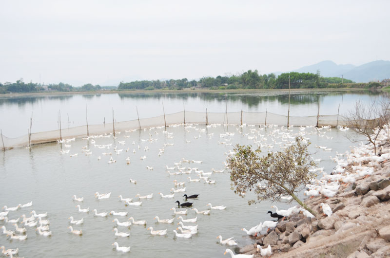 Người dân thôn 4, thôn Hạ vẫn đang sử dụng nguồn nước hồ không đảm vệ sinh (Trong ảnh: Người dân chăn thả vịt trong lòng hồ Hạ, xã Đồng Rui, Tiên Yên)