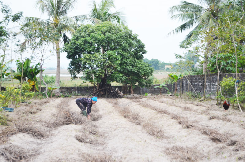 Thiếu nước sản xuất, mảnh vườn của gia đình ông Phạm Khắc An, thôn Hạ, xã Đồng Rui, huyện Tiên Yên không thể trồng trọt được.