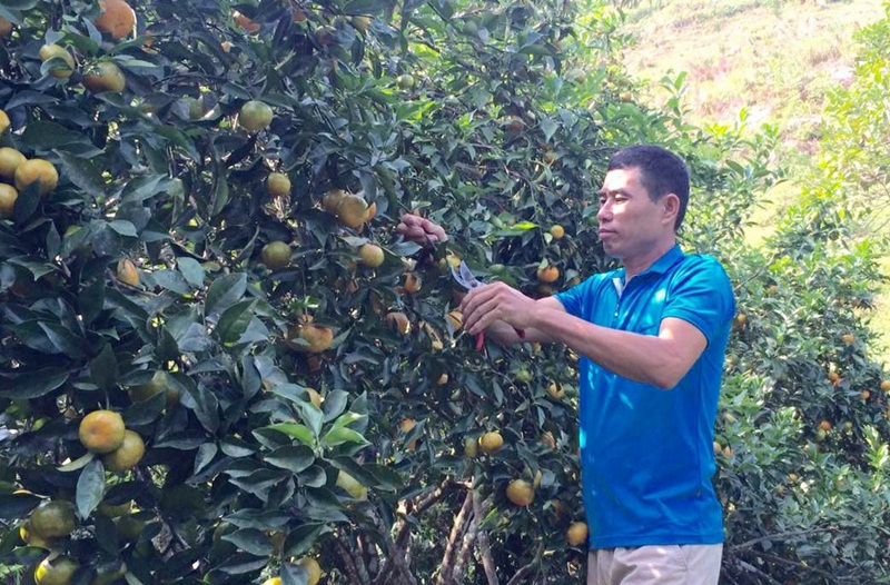 Ông Trần Văn Hậu, Giám đốc HTX Nông trang Vạn Yên (huyện Vân Đồn) đưa sản phẩm cam Vạn Yên thâm nhập trong các siêu thị.