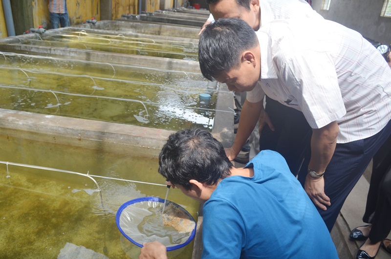 Trại Thực nghiệm nuôi trồng thuỷ sản nước mặn, lợ Quảng Ninh, phường Minh Thành, TX Quảng Yên của Trường Cao đẳng Thủy sản (Bắc Ninh)Quảng Ninh đã nhân giống 