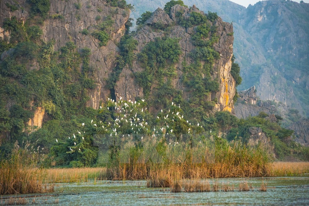 Hàng nghìn loài chim, cò, vạc các loại tựu về đây, sống chen chúc trên những thảm rừng nguyên sinh trên núi đá vôi, hoặc kiếm sống ở các hệ sinh thái dưới ngập nước… Tiếng kêu của chúng làm xôn xao cả một vùng không gian vốn tĩnh lặng. (Ảnh: Minh Đức/TTXVN)