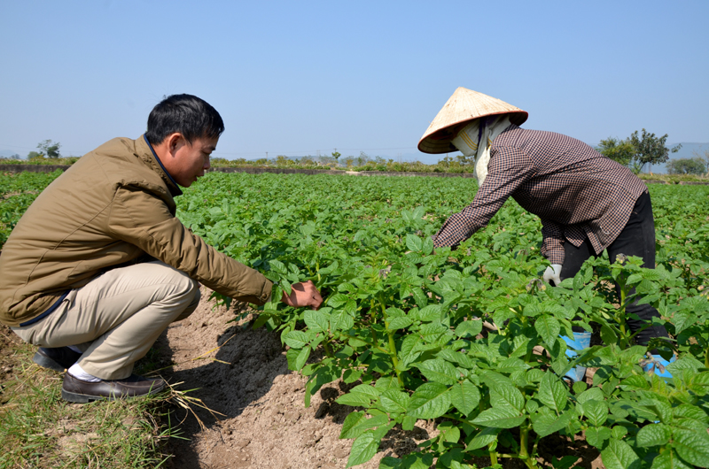 Mô hình trồng khoai tây cho hiệu quả kinh tế cao đã giúp nhiều hộ thoát nghèo tại xã Bình Dương, TX Đông Triều
