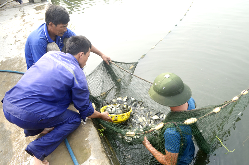 Mô hình nuôi cá nước ngọt hiệu quả kinh tế cao tại xã Hoàng Quế, TX Đông Triều