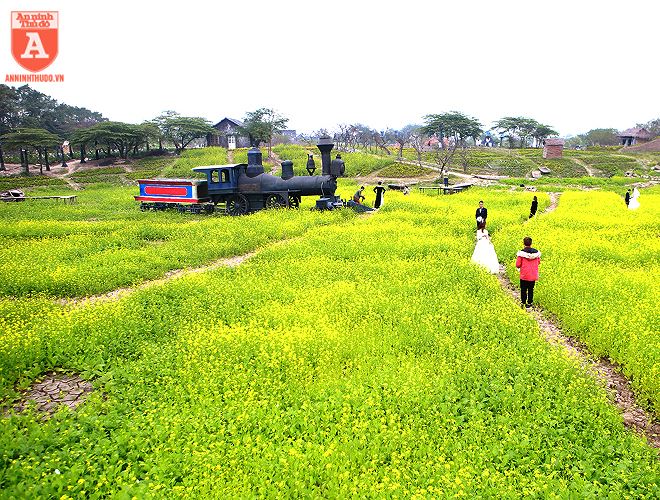  Những ngày này nhiều cánh đồng cải ở Hà Nội đang vào thời điểm nở rộ tạo nên những thảo nguyên vàng rực 