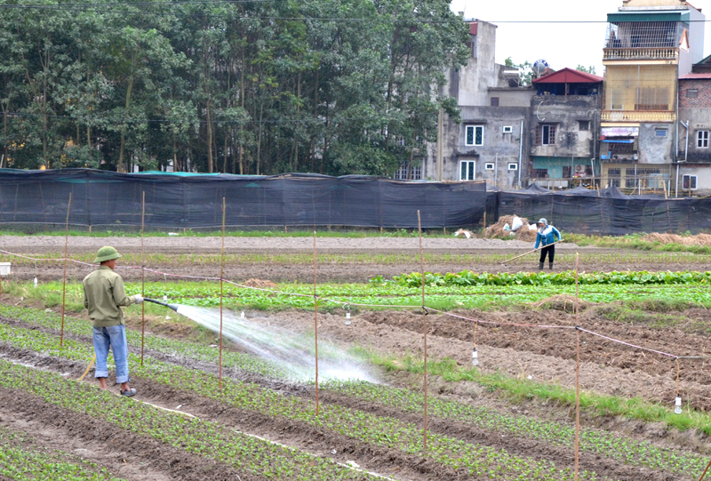 Nhờ phát huy tốt nguồn vốn vay, nhiều hộ dân xã Lê Lợi đầu tư trồng rau - hoa cho thu nhập cao