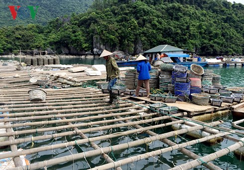 Khai thác, nuôi trồng thủy hải sản là thế mạnh của huyện đảo Vân Đồn