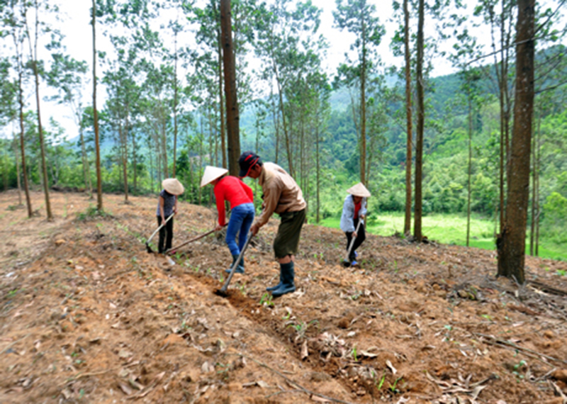 Xã viên Hợp tác xã Toàn Dân (xã Thanh Lâm, huyện Ba Chẽ) đang làm đất để trồng cây ba kích tím