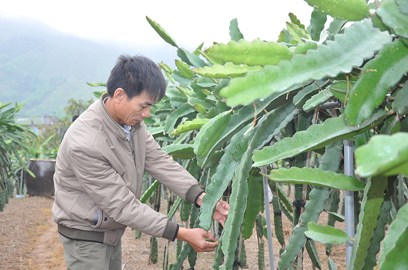 Mô hình trồng thanh long ruột đỏ bằng giàn tại xã Nam Sơn, huyện Ba Chẽ.