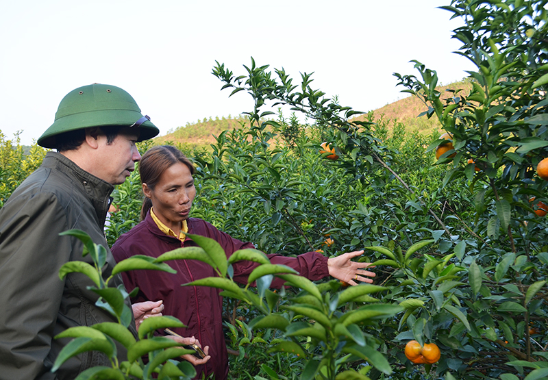 Mô hình trồng cam tại xã Vạn Yên đang mang lại nguồn thu lớn cho người dân