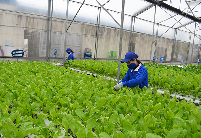 Nhờ ứng dụng khoa học công nghệ trong sản xuất, hiện cơ sở sản xuất rau thủy canh 188 Green Farm đang đưa ra thị trường những sản phẩm rau an toàn, được người tiêu dung khso tính chấp nhận