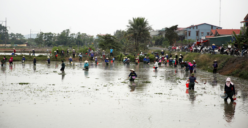 Vớt rươi cuối vụ