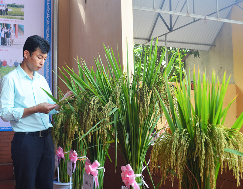Từ các giống lúa chất lượng cao do Công ty CP giống cây trồng Quảng Ninh cung cấp đã mang lại giá trị cao cho người nông dân