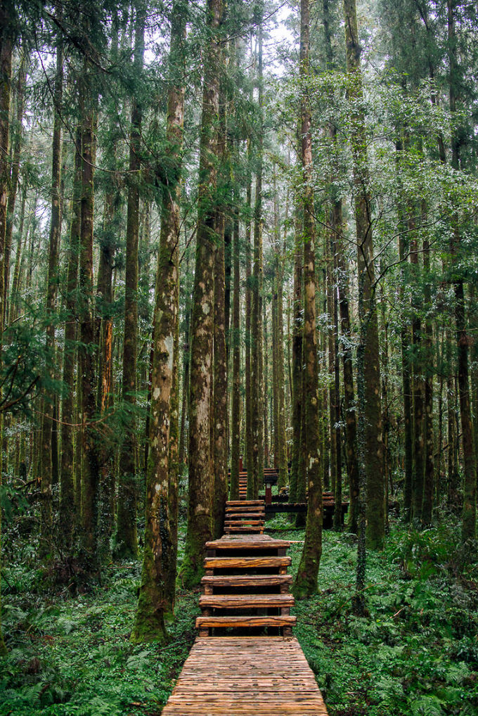 Với hiệu ứng màu ảo diệu, bạn sẽ không nhận ra con đường gỗ giữa từng cây này lại được chụp ở một công viên Đài Loan (công viên Ming Chi) chứ không phải ở Mỹ hay châu Âu.
