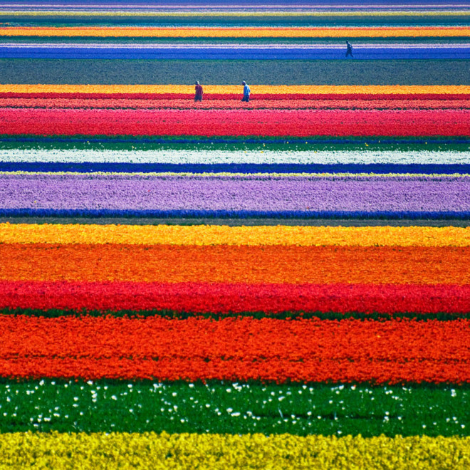 Cánh đồng hoa tulip ở Hà Lan  Hà Lan nổi tiếng là đất nước xuất khẩu các loại hoa tulip đẹp và nhiều nhất thế giới. Chiêm ngưỡng những cánh đồng hoa tulip ở quốc gia này, bạn sẽ đi từ ngỡ ngàng này đến ngỡ ngàng khác bởi vẻ đẹp đa dạng của các loài hoa cùng sự chuyên nghiệp và khéo léo của những người thợ trồng hoa ở nơi đây.