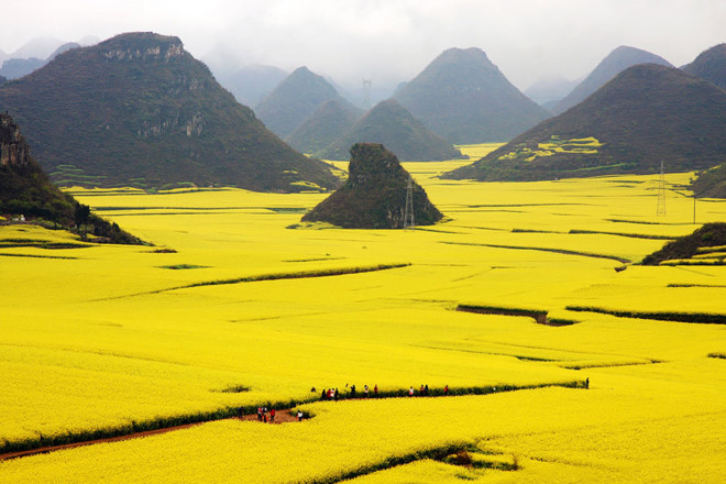 Ngàn dặm hoa vàng ở La Bình, Trung Quốc  Không hổ danh là “ngàn dặm hoa vàng”, huyện La Bình, thuộc tỉnh Vân Nam, Trung Quốc là nơi sẽ khiến các du khách phải choáng ngợp với những cánh đồng hoa cải vàng trải rộng ngút tầm mắt.