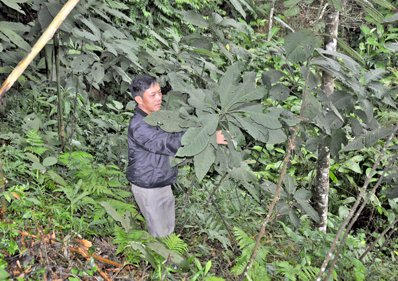 Anh Triệu Tiến Trìu (thôn Bằng Anh 2, xã Tân Dân, huyện Hoành Bồ) thu hái lá cây khôi tía.