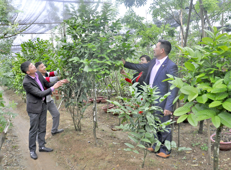 Giám đốc Công ty TNHH Thương mại dịch vụ và Xuất nhập khẩu Quy Hoa Lê Mạnh Quy giới thiệu với cán bộ xã Quảng Minh (Hải Hà) về vườn trà hoa vàng do công ty ông đầu tư tại xã