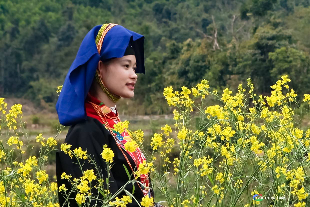 Thiếu nữ Dao ở Ba Chẽ trên đồng cải trổ vàng.
