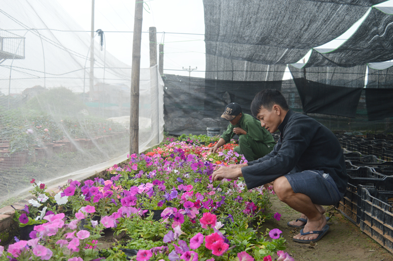 Công nhân Hợp tác xã hoa Phước Long chăm sóc hoa dạ yến thảo chuẩn bị cho Tết.