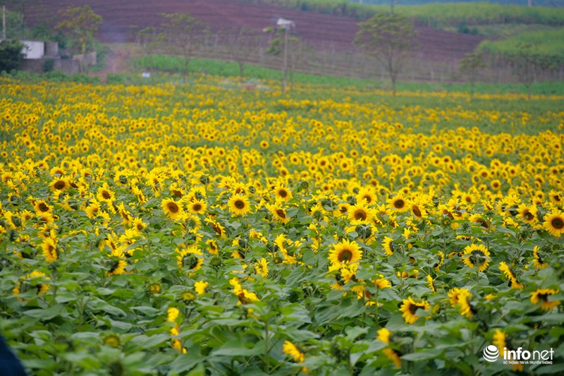Cánh đồng hoa hướng dương rộng 100 ha nằm ở nông trường 19/5, xã Nghĩa Sơn, huyện Nghĩa Đàn, tỉnh Nghệ An.