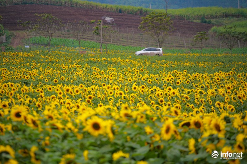 Bên cạnh cánh đồng hoa hướng dương nổi tiếng với các bạn trẻ ở ven đường mòn Hồ Chí Minh, năm nay còn một cánh đồng hoa hướng dương khác với diện tích rộng lớn trải dài bạt ngàn được trồng gần khu vực trang trại số 3 của công ty sữa TH.