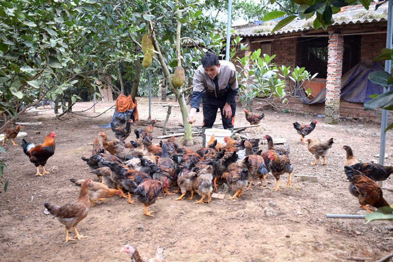 CCB Đồng Xuân Năng, thôn Đồng Tâm hàng năm xuất bán ra thị trường được 1,5 vạn con gà