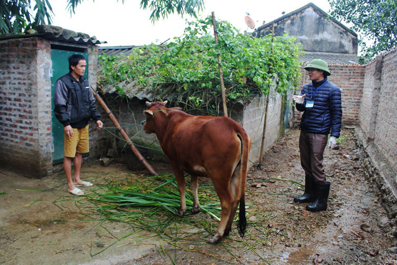Cán bộ huyện Đầm Hà, tuyên truyền hướng dẫn gia đình ông Voòng Sáng Học, thôn Yên Sơn, xã Dực Yên phòng chống rét và chăm sóc cho bò. bò 