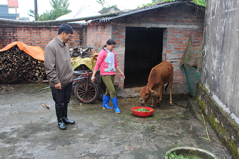 Gia đình ông Tằng Vằn Hếnh, thôn Thanh Sơn xã Quảng Lợi chủ động cho bò thêm thức ăn từ lá mía và chỉ chăn thả ngay gần chuồng. 