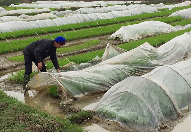 Nông dân xã Mai Phụ, huyện Lộc Hà (Hà Tĩnh) phủ ni-lông che chắn cho mạ trong những ngày rét đậm, rét hại.