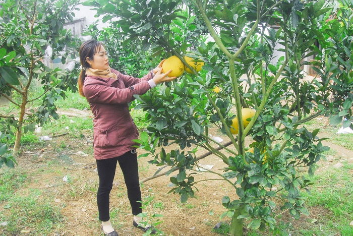 Chị Lê Thị Thảo đang chăm sóc vườn cây ăn quả của gia đình.