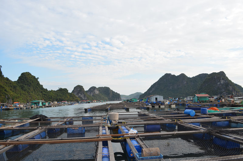 Khu quy hoạch nuôi cá đảo Ông Cụ (phường Cẩm Đông, TP Cẩm Phả) được sắp xếp ngay ngắn.