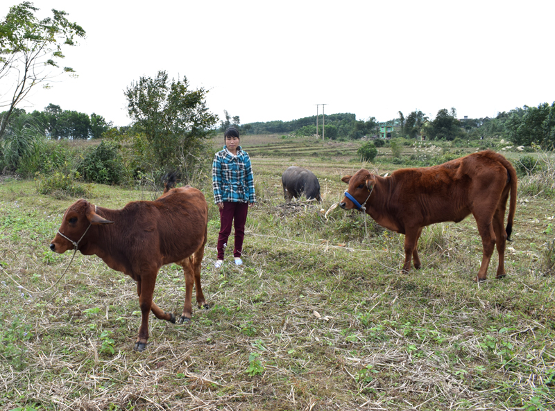 Chị Phòong Xi Múi, thôn 5, xã Quảng Phong, huyện Hải Hà sau khi được hỗ trợ bò giống đã tăng thêm đàn và làm đơn xin ra khỏi hộ nghèo            