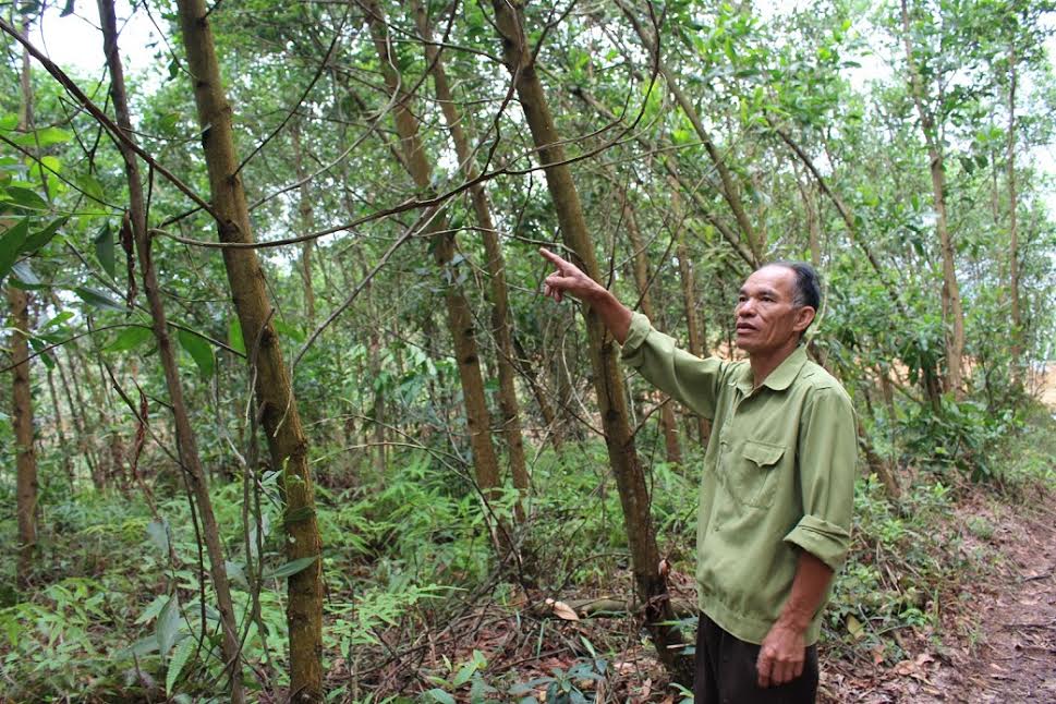 Nhiều hộ dân ở Mào Liểng thoát nghèo vươn lên làm giàu nhờ trồng rừng