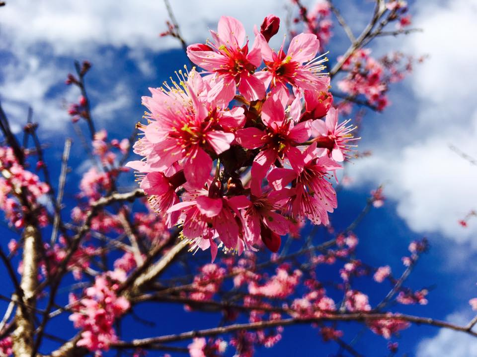Thời điểm này, không phải mất công đến tận đất nước Nhật Bản xa xôi mới được trải nghiệm vẻ đẹp ngất ngây của hàng trăm cội hoa anh đào nở rợp trời xuân, bởi thành phố Đà Lạt của chúng ta cũng đang chìm trong sắc hồng ngọt ngào, lãng mạn của loài hoa này.