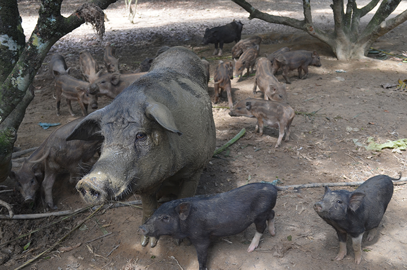 Lợn rừng Hoành Bồ được chăn thả bán tự nhiên.