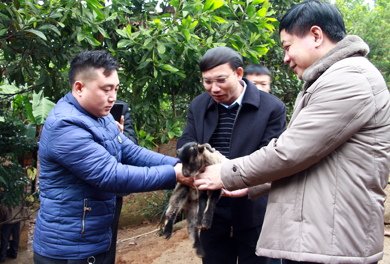 Đoàn giám sát của BTV Tỉnh ủy do đồng chí Nguyễn Xuân Ký làm trưởng đoàn kiểm tra thực tế mô hình nuôi dê tại xã Đồng Văn, huyện Bình Liêu. 