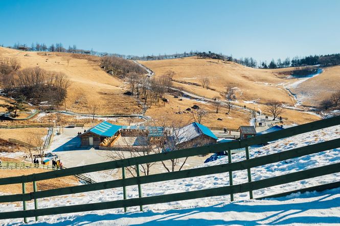 Ngoài trượt tuyết và thăm đền Woljeongsa, du khách còn có thể ghé thăm trang trại cừu, học cưỡi ngựa và học làm pho mát. Trang trại cừu tại PyeongChang thường được sử dụng làm bối cảnh trong các bộ phim Hàn Quốc. Ảnh: Shutterstock