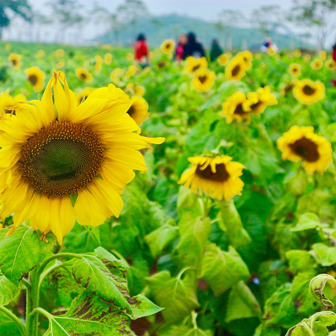 Anh Lê Thành Nhân, du khách đến từ TP HCM chia sẻ hai năm trở lại, anh đều đến Nghệ An để chụp ảnh hoa hướng dương cùng vài người bạn thân.