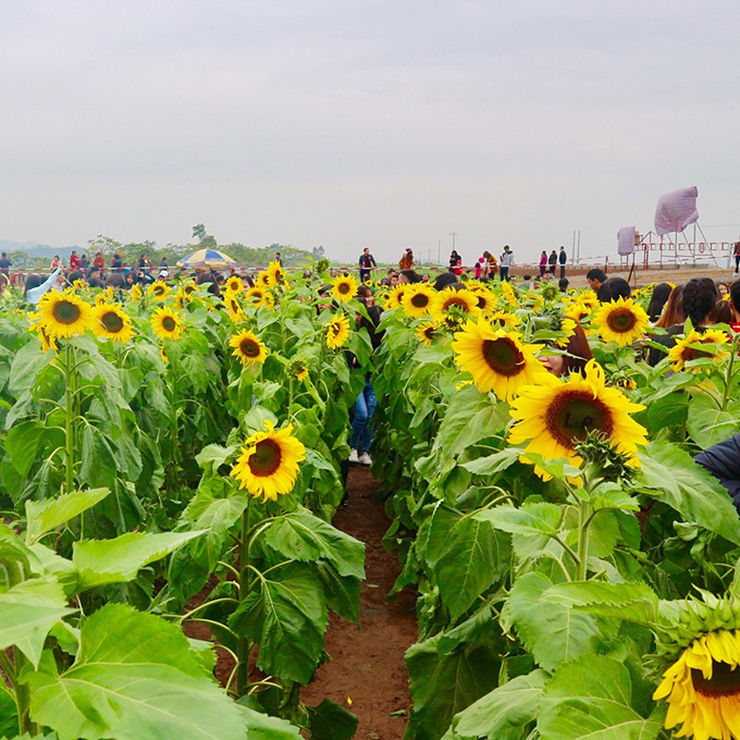 Cánh đồng hoa cũng là điểm nhấn trong các hoạt động Lễ hội Hoa hướng dương, dự kiến diễn ra vào đầu năm 2018 để thu hút du khách đến Nghệ An.